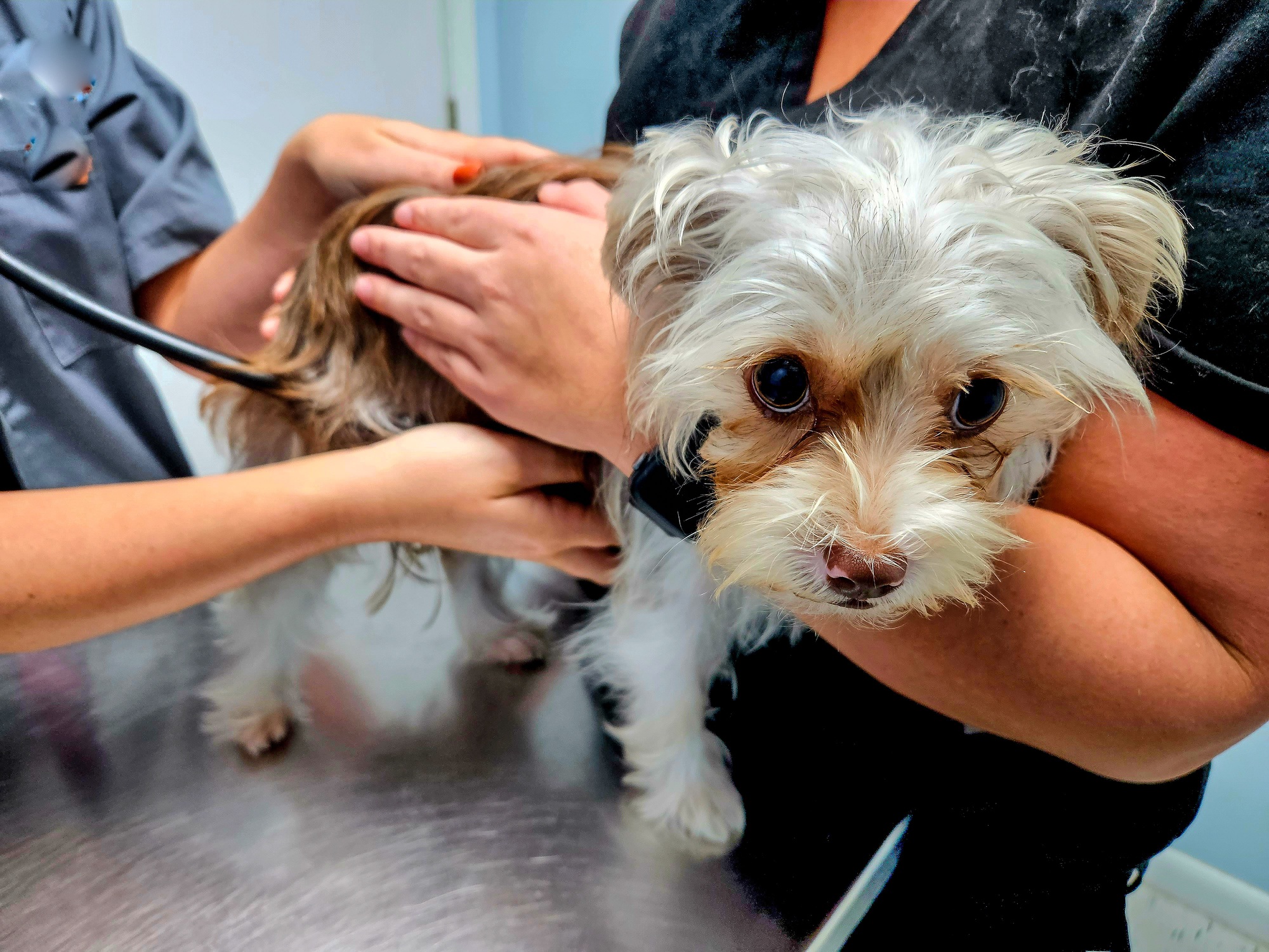 Veterinarian listening to pets heartbeat with stethoscope.