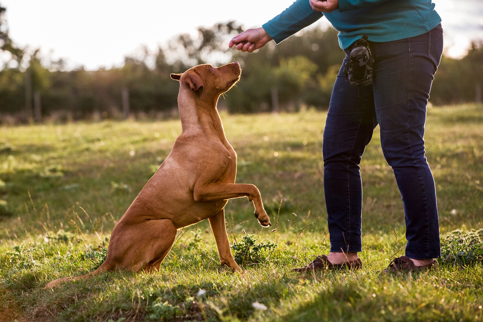 Woman training Vizla dog with a lifted paw sitting in a meadow.
